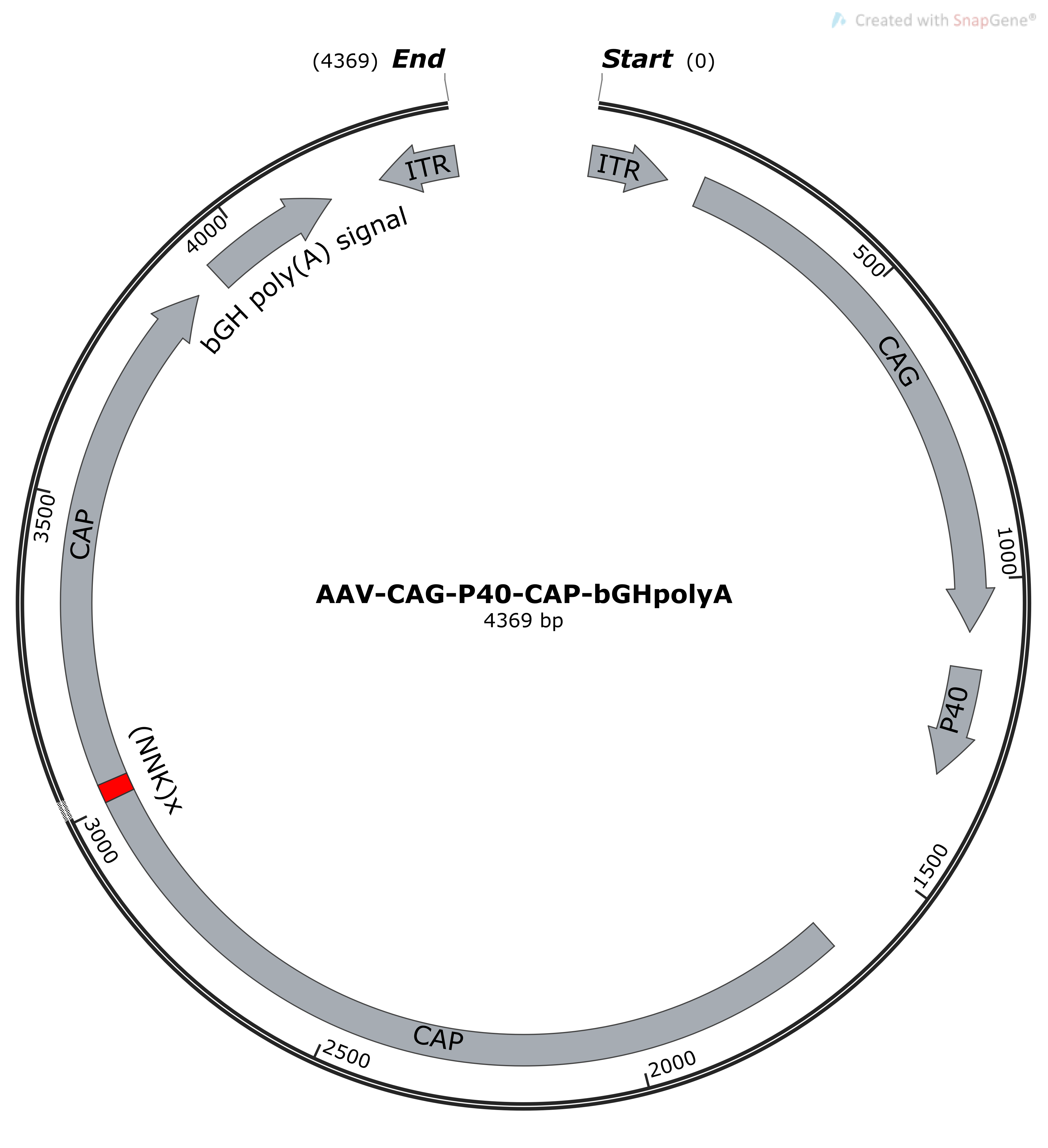 baruza 22両 AAV8 Capsid Libraries - AAVnerGene