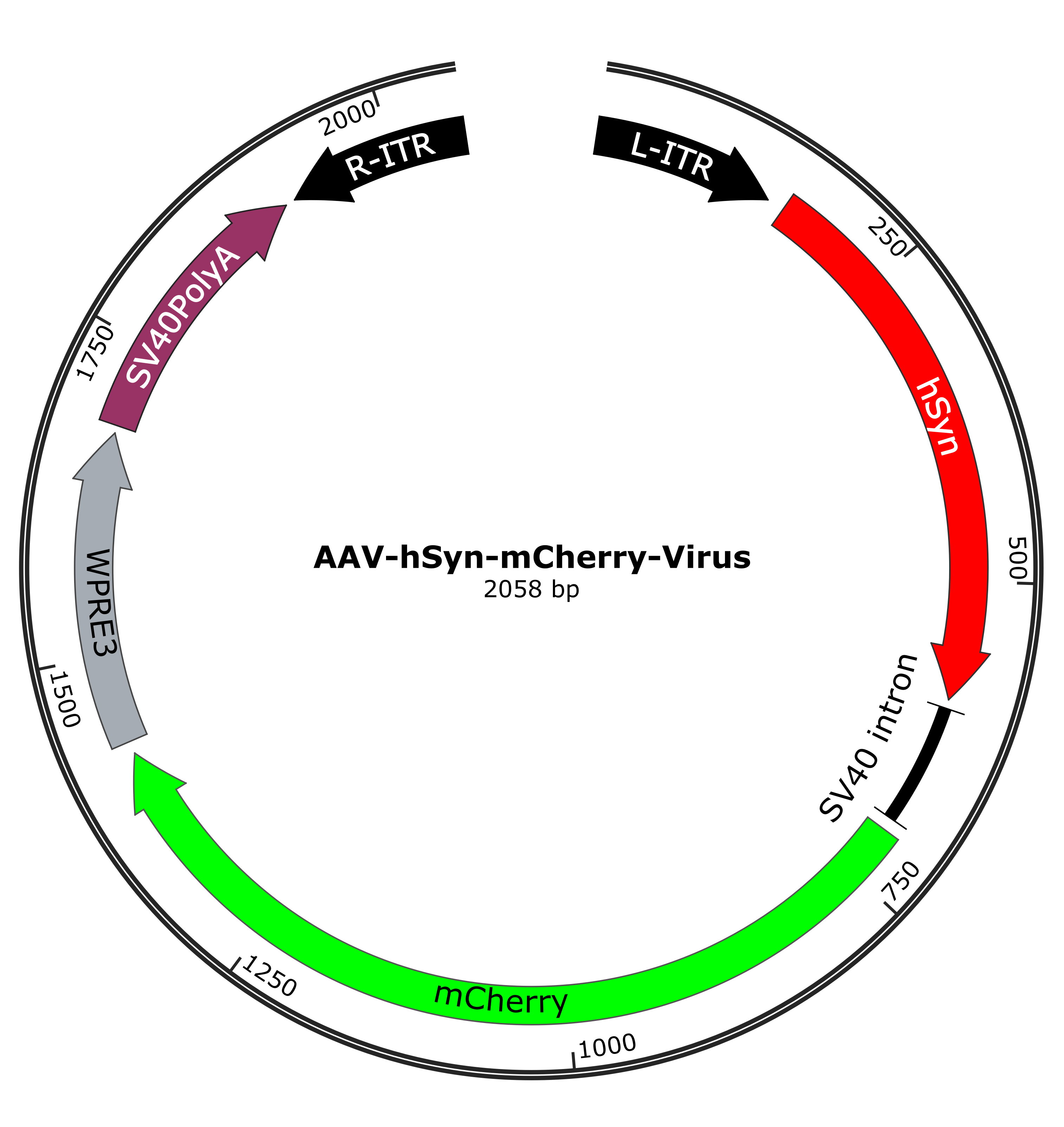 AAV-hSyn-mCherry - AAV Viruses - AAVnerGene
