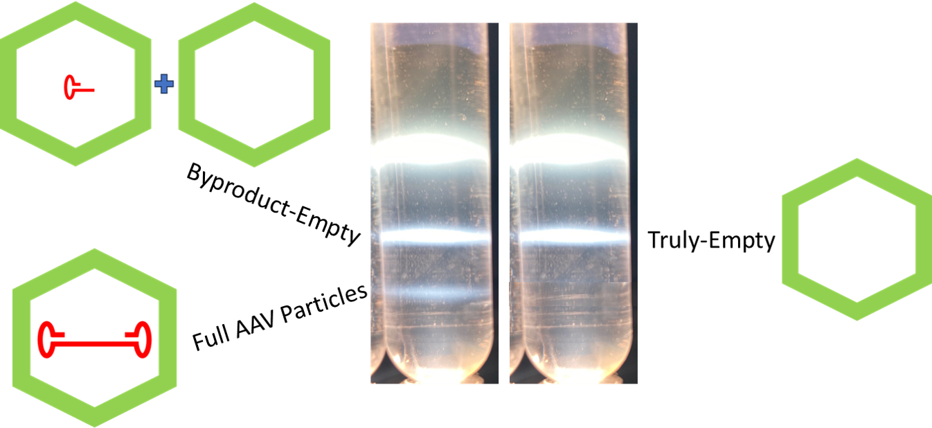 AAV8 Reference (Byproduct-Empty) - AAVnerGene