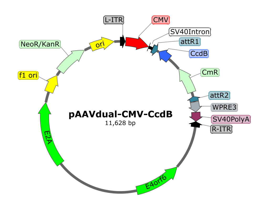 pAAVdual-CMV-CcdB - AAVnerGene