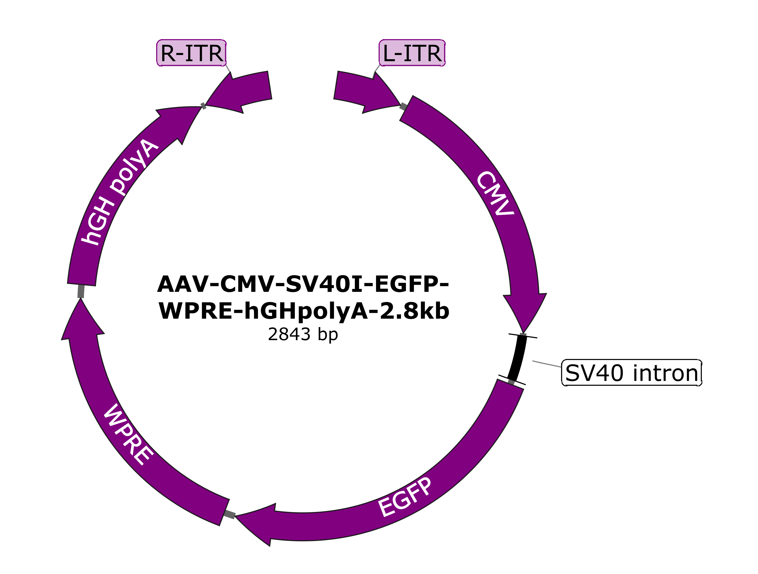AAV2 Reference-2.8kb - AAVnerGene