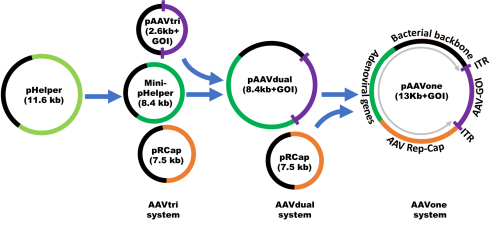 Our Specialization - AAVnerGene